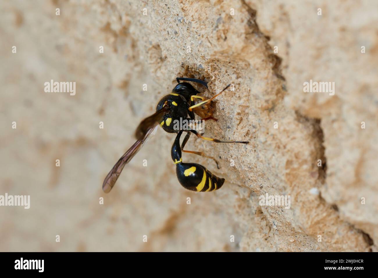 Pillenwespe, Nestbau, Nest, Niströhre in Lehm wird verschlossen, Eumenes spec., Töpferwespe, Pillenwespen, Lehmwespen, Töpferwespen, Töpferwespe, Soli Stockfoto