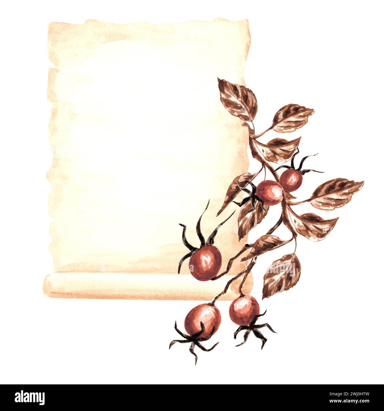 Blatt Pergamentpapier, Hagebuttenzweig mit Früchten und Blättern. Vorlage für altes Schreibmaterial. Handgezeichnete Aquarellillustration. Stockfoto