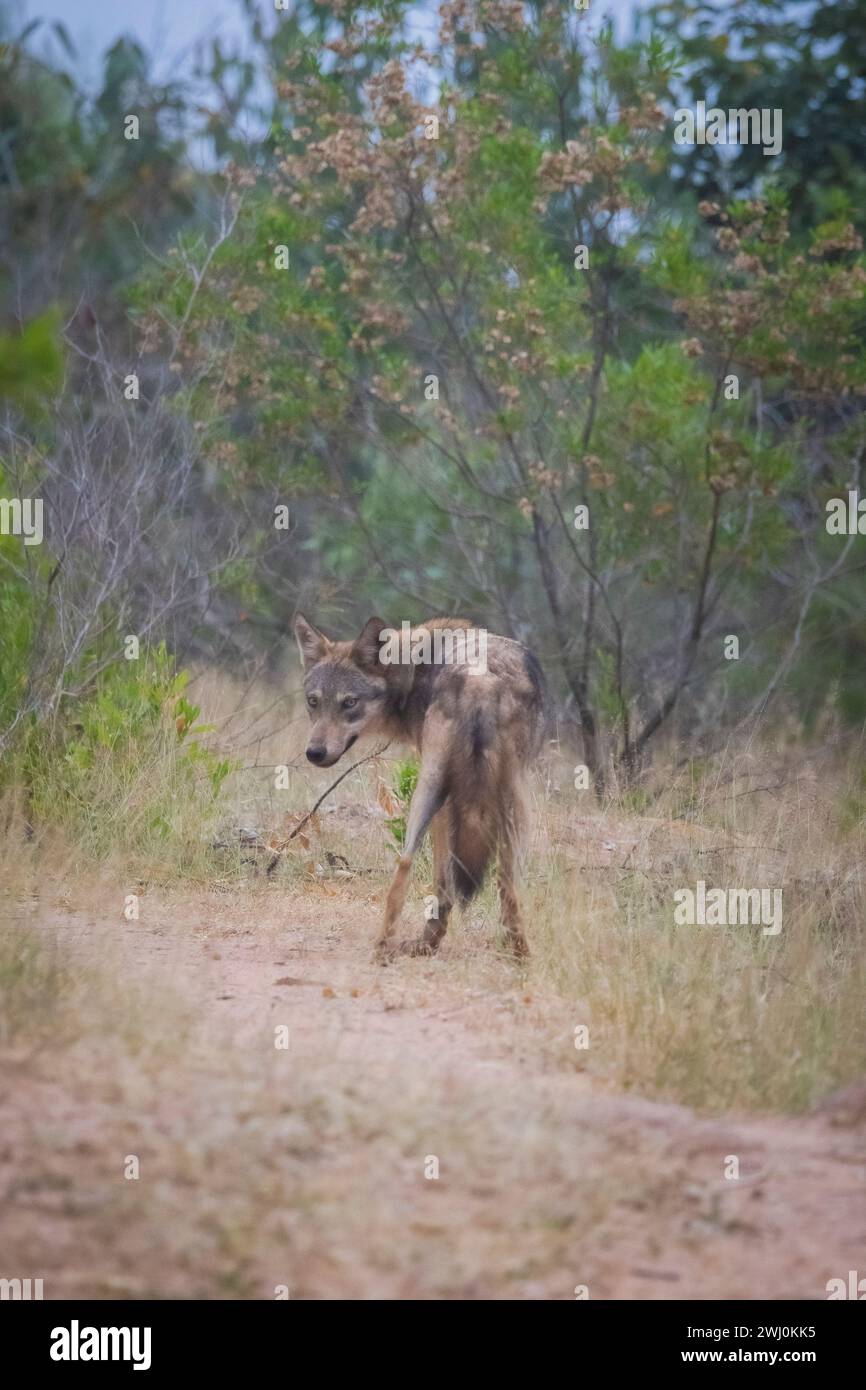 Indischer Wolf, Canis Lupus pallipes, Wolf, männlicher Wolf, Walk, Canid, Karnataka, Indien Stockfoto