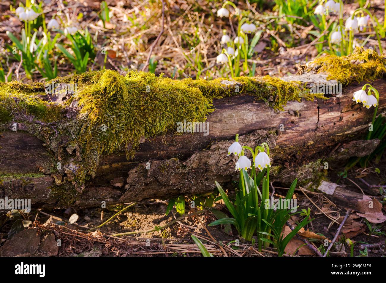 Frühlingsschneeflocken im Wald. Wunderschöne Natur im urzeitlichen Buchenwald an einem sonnigen Tag. Baumstamm bedeckt mit Moos auf dem Boden Stockfoto