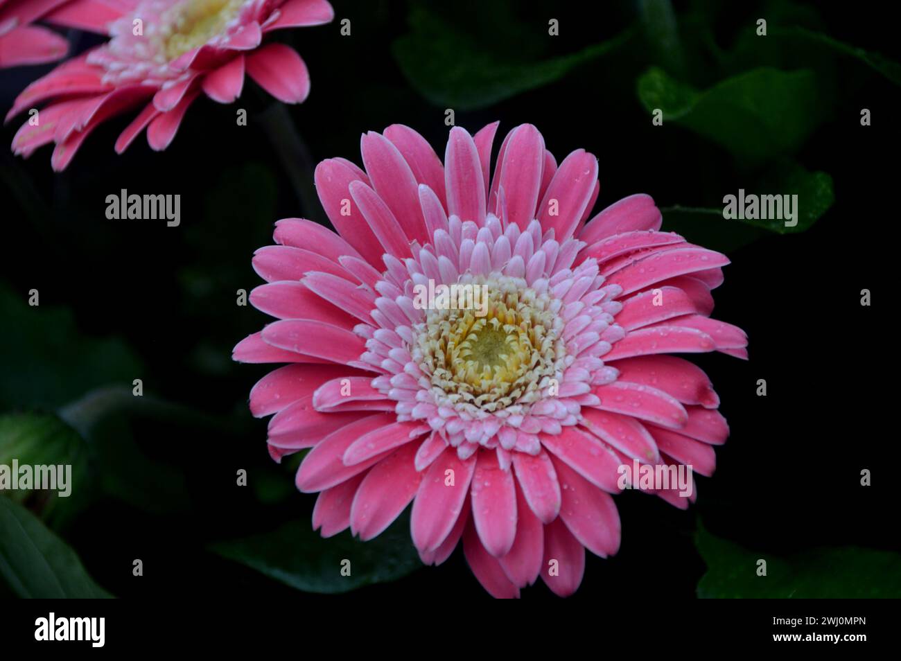 Einzelne rosafarbene Gerbera Garvinea „Sweet Memories“ (Garsweetmemo) Blume, die an einer Grenze im RHS Garden Harlow Carr, Harrogate, Yorkshire, England, Großbritannien angebaut wird. Stockfoto