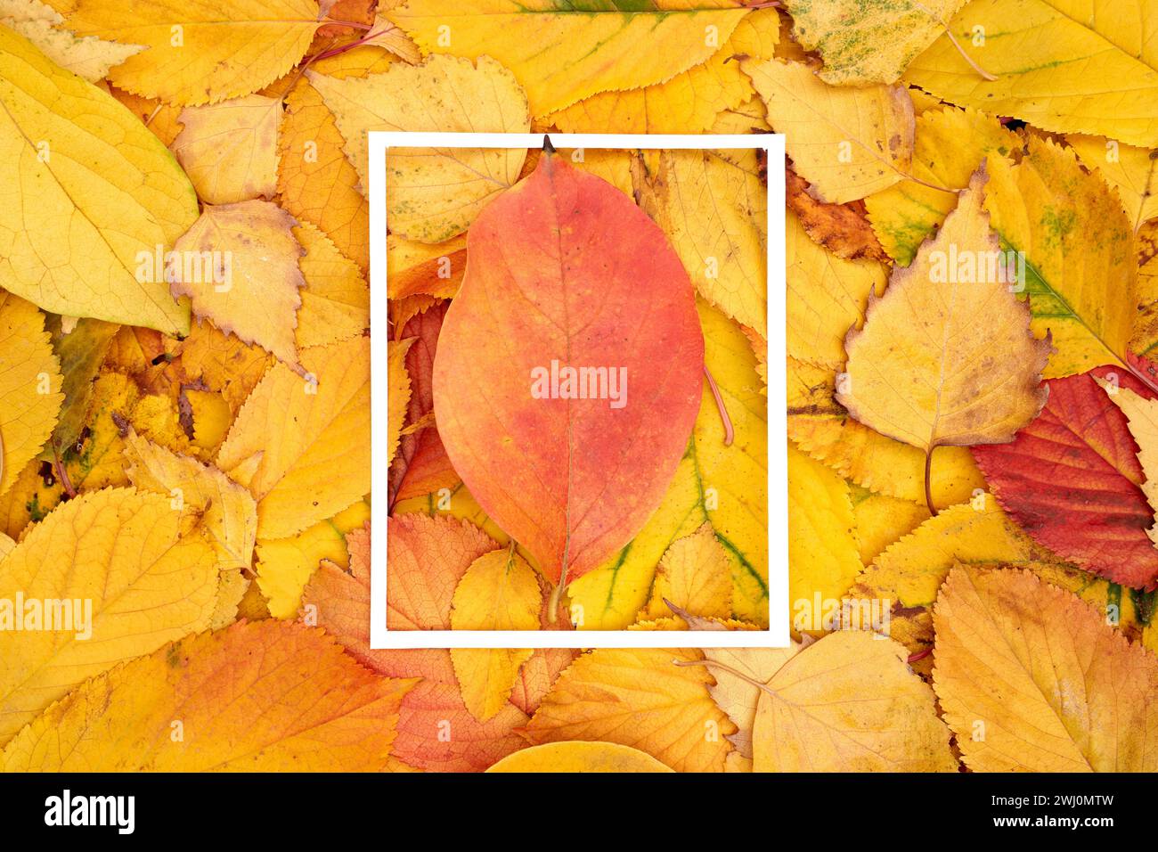 Rotes Blatt liegt in der Mitte eines dünnen vertikalen weißen Rahmens vor dem Hintergrund gefallener Blätter Stockfoto