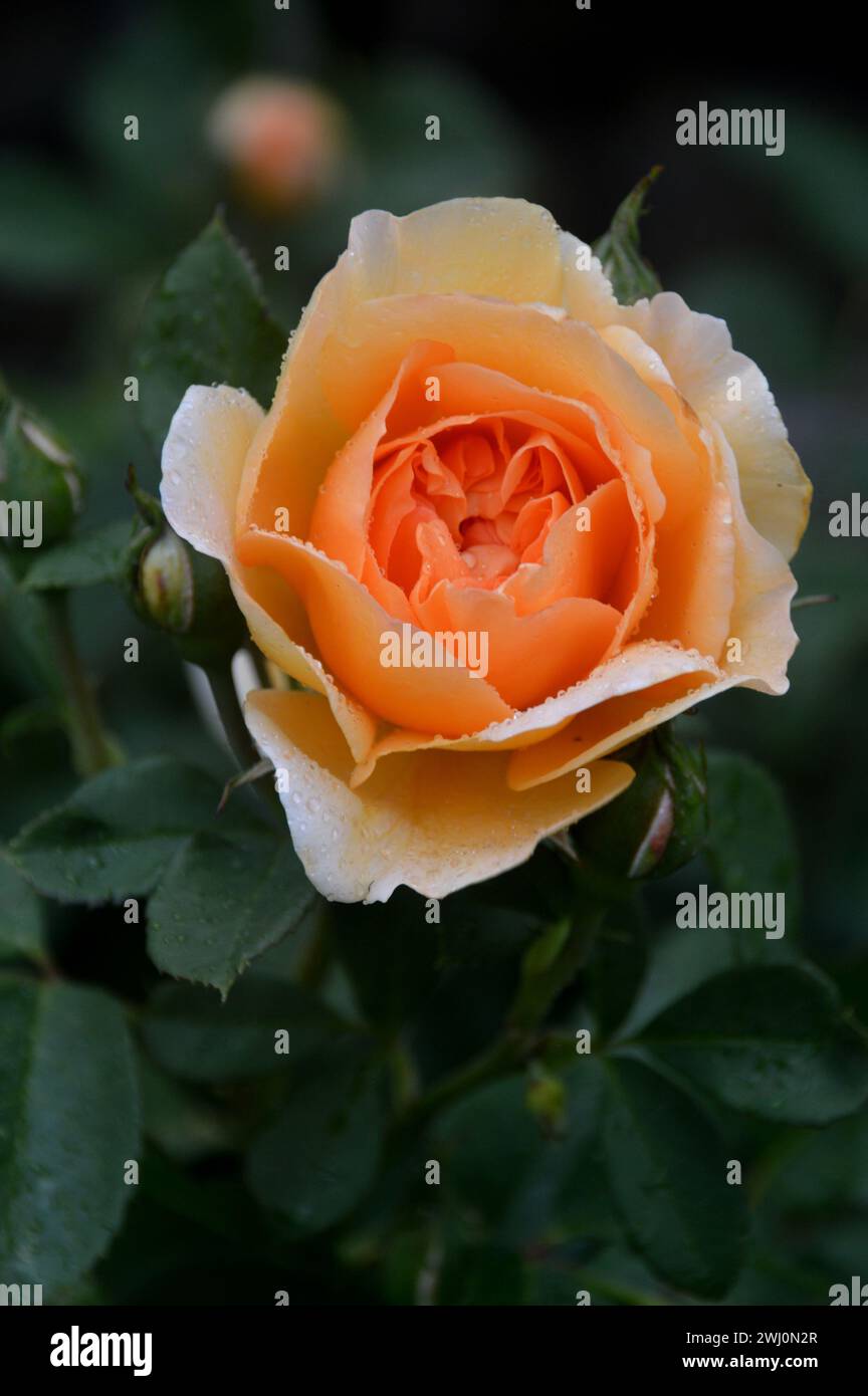 Single Orange/Apricot Rose David Austin Rosa 'Dame Judi Dench' (Ausquaker) Blume in einer Grenze im RHS Garden Harlow Carr, Harrogate, Yorkshire. Stockfoto