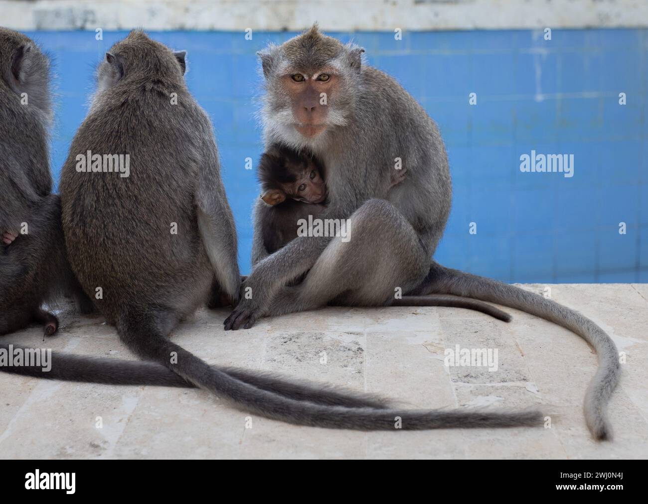 Eine Gruppe von Rhesusmakaken, die auf einer Steinoberfläche am Pool sitzen Stockfoto