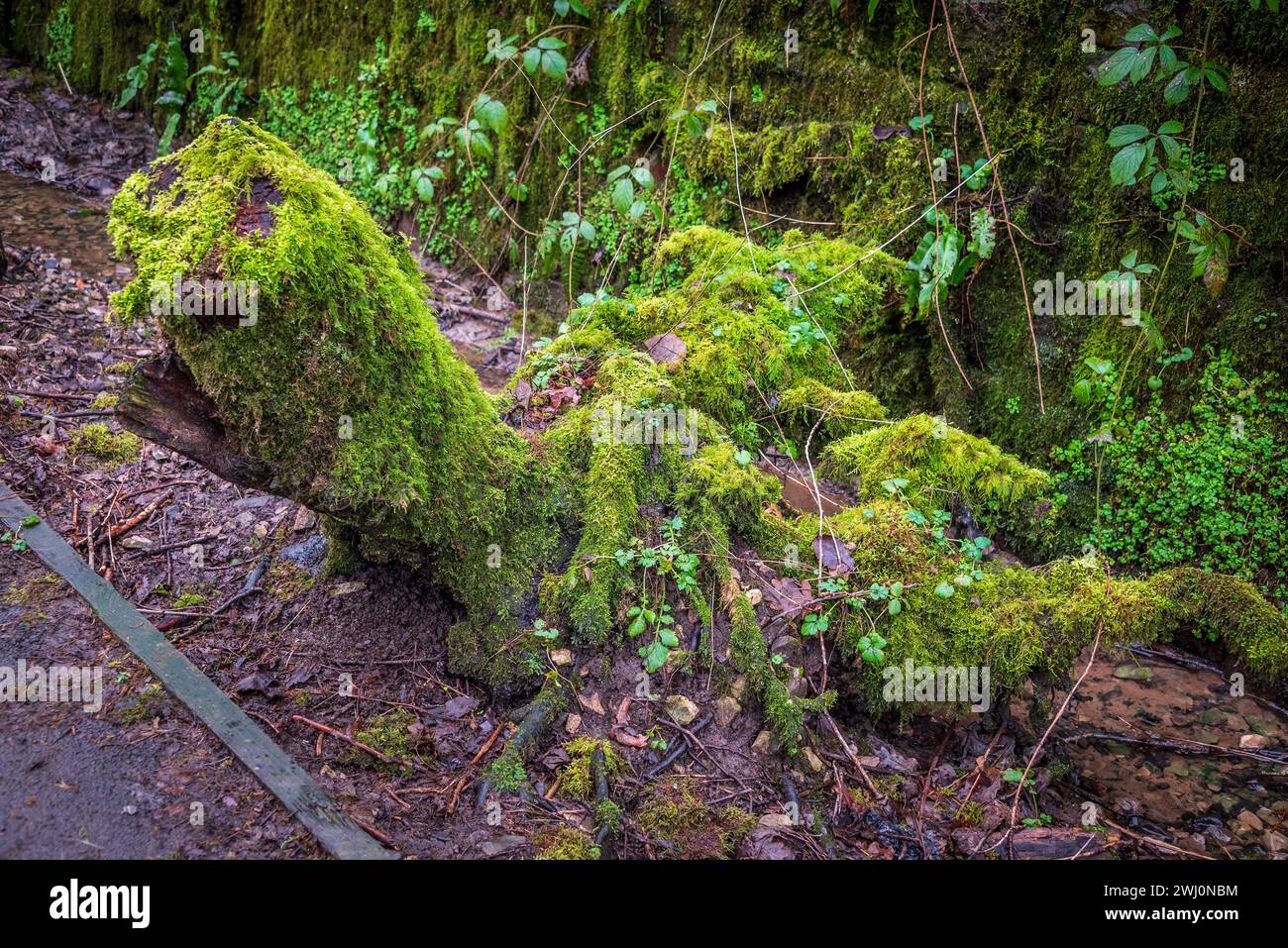 Moos bedeckt Baumstumpf. Stockfoto