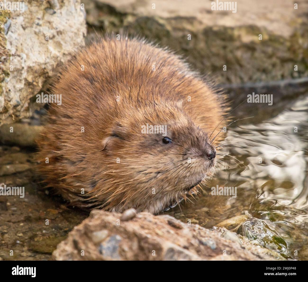 Bisam „Ondatra zibethica“ Stockfoto