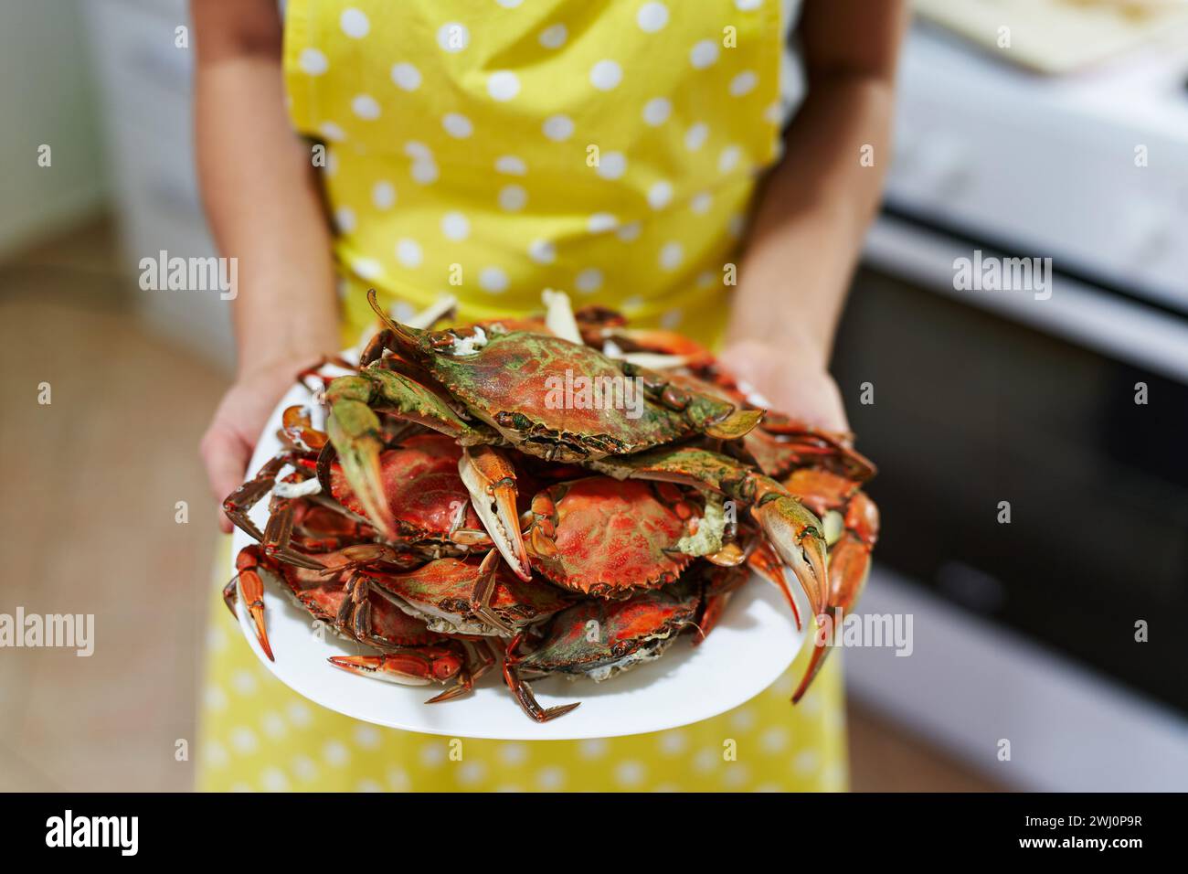 Teller mit gekochten Krabben in den Händen einer Hausfrau in der Küche. Abgeschnitten. Gesichtslos Stockfoto