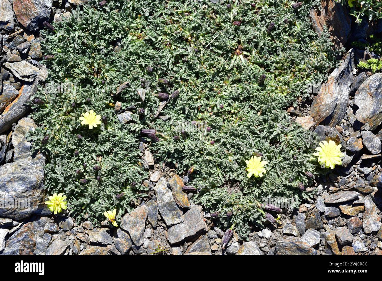 Leontodon boryi ist ein ausdauerndes Kraut, das in der Sierra Nevada endemisch ist und auf der Roten Liste steht. Dieses Foto wurde im Sierra Nevada National Park, Granada PR Stockfoto