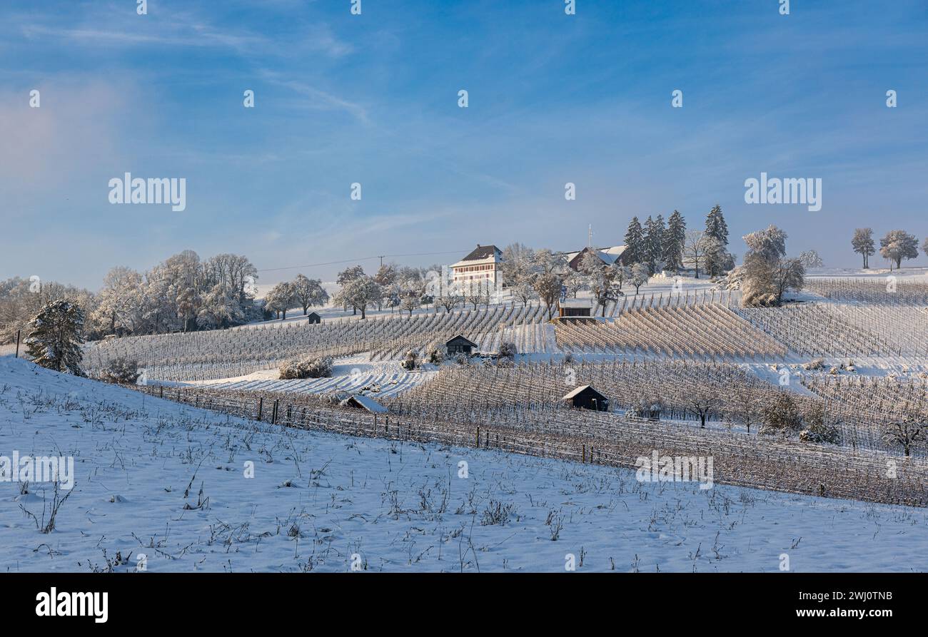 Die Rebbergen rund um die Schaffhauser Gemeinde Hallau im Klettgau sind verschneit. (Hallau, Schweiz, 03.12.2023) Stockfoto