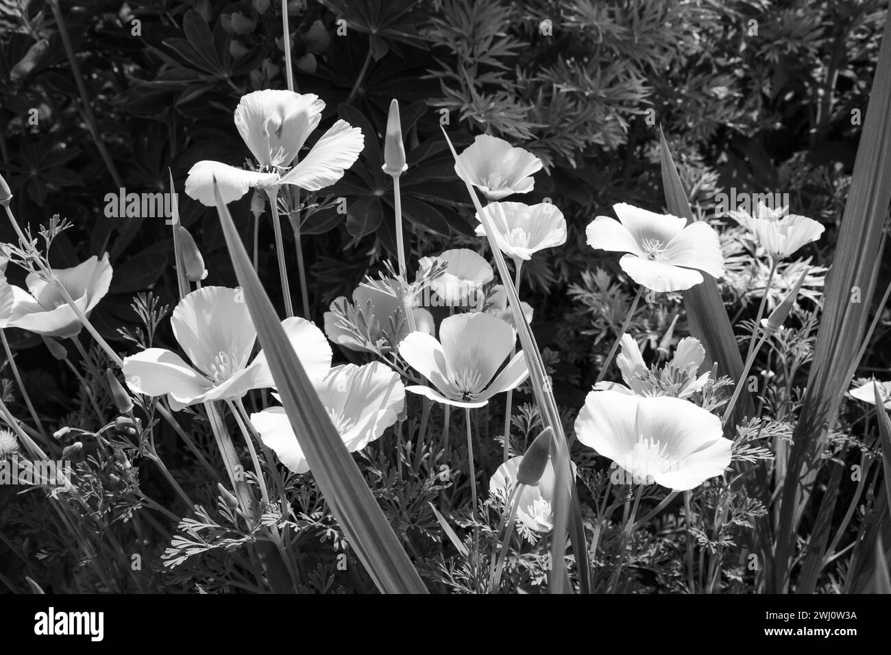 Kalifornische Mohnblumen in Schwarz-weiß, die in einem Gartenblumenbeet in Norfolk England wachsen Stockfoto