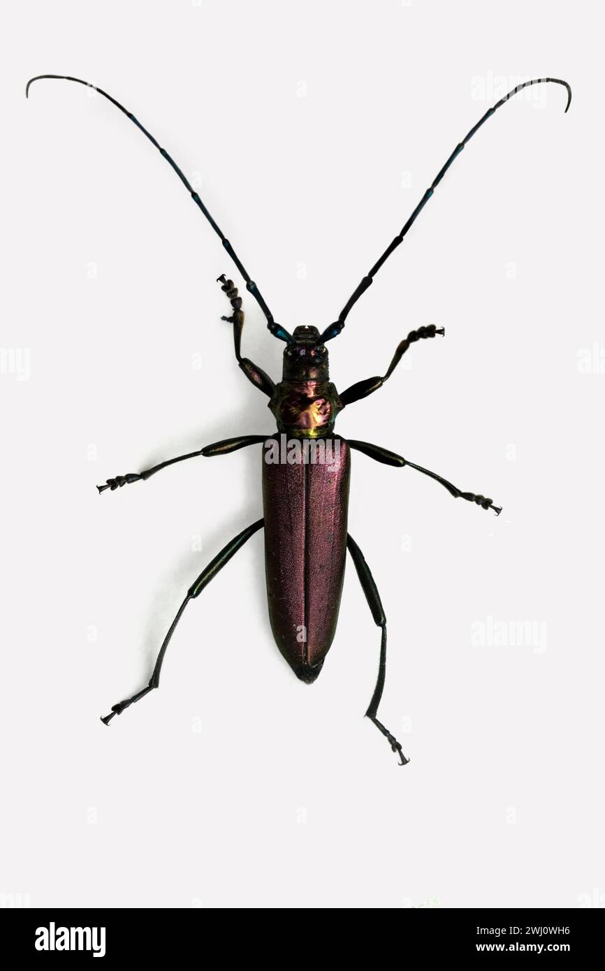 Longhorn Beetle Stockfoto