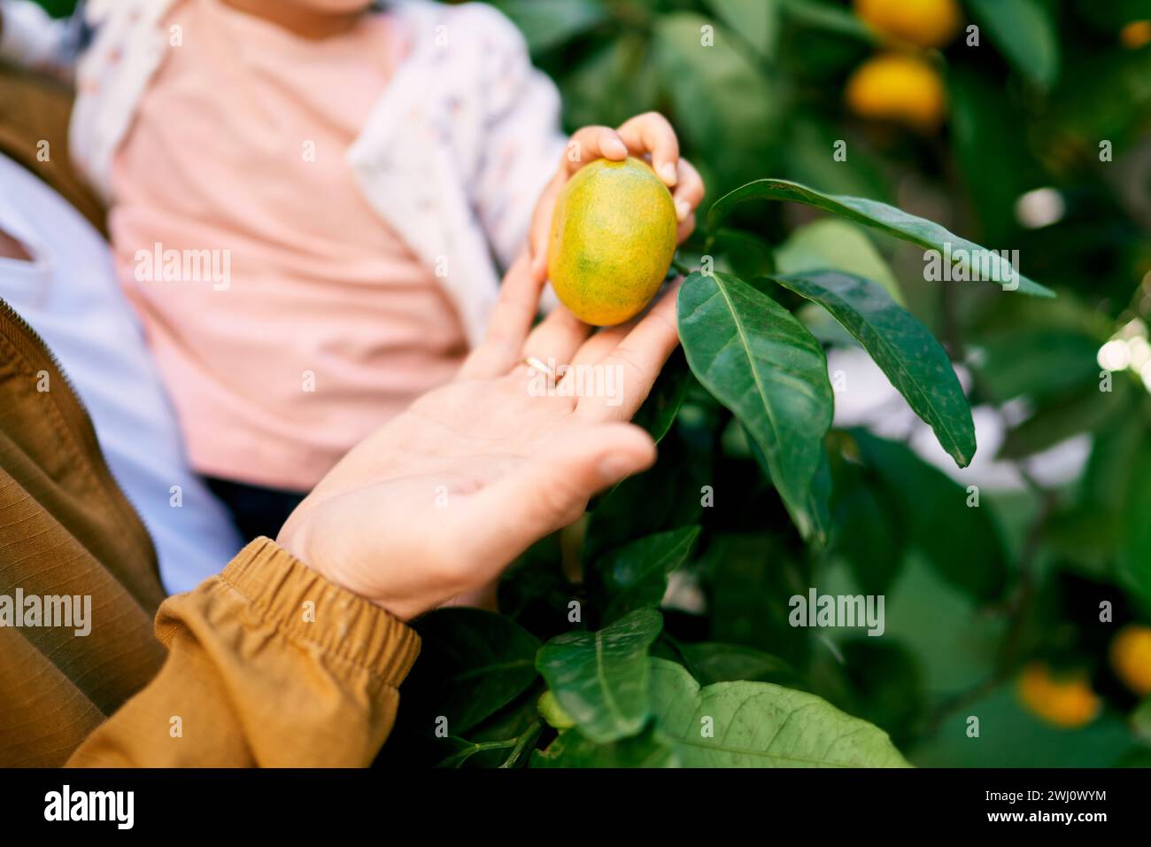 Dad mit einem kleinen Kind in den Armen berührt eine Mandarine an einem Ast. Abgeschnitten. Gesichtslos Stockfoto