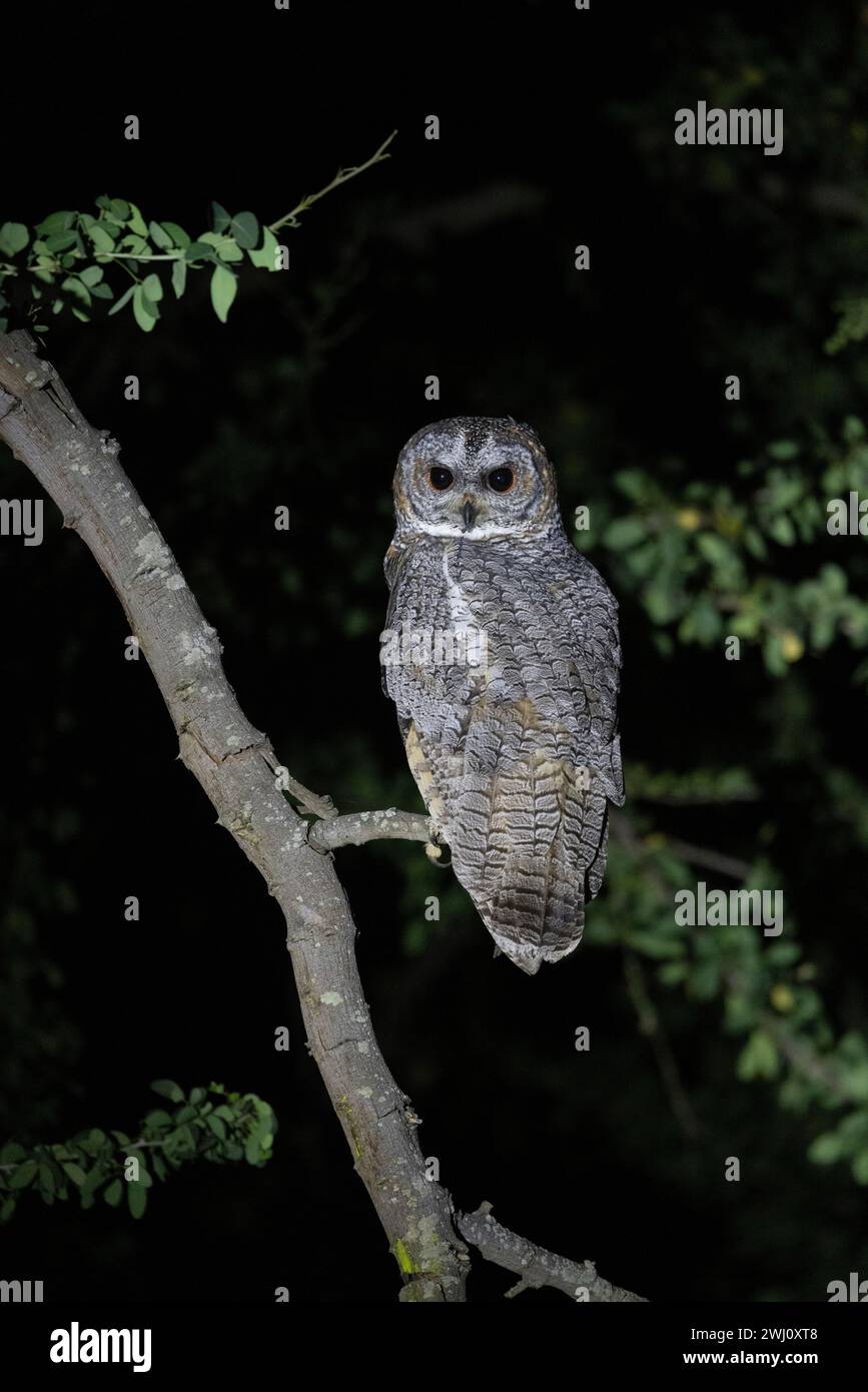 Melierte Eule, Strix ocellata, Panna Tiger Reserve, Madhya Pradesh, Indien Stockfoto