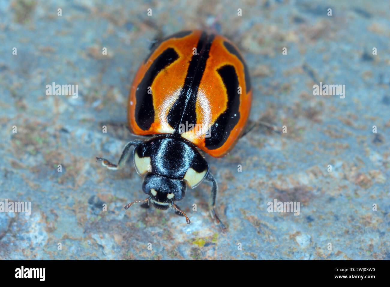 Coccinella miranda. Eine Art von Marienkäfer, die auf den Kanarischen Inseln endemisch ist. Stockfoto