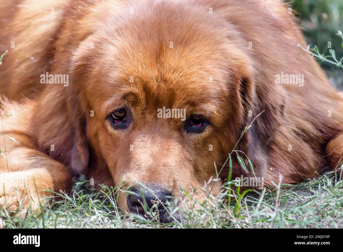 Nahaufnahme Portraitmündung des tibetischen Mastiffs der roten Hunderasse Stockfoto