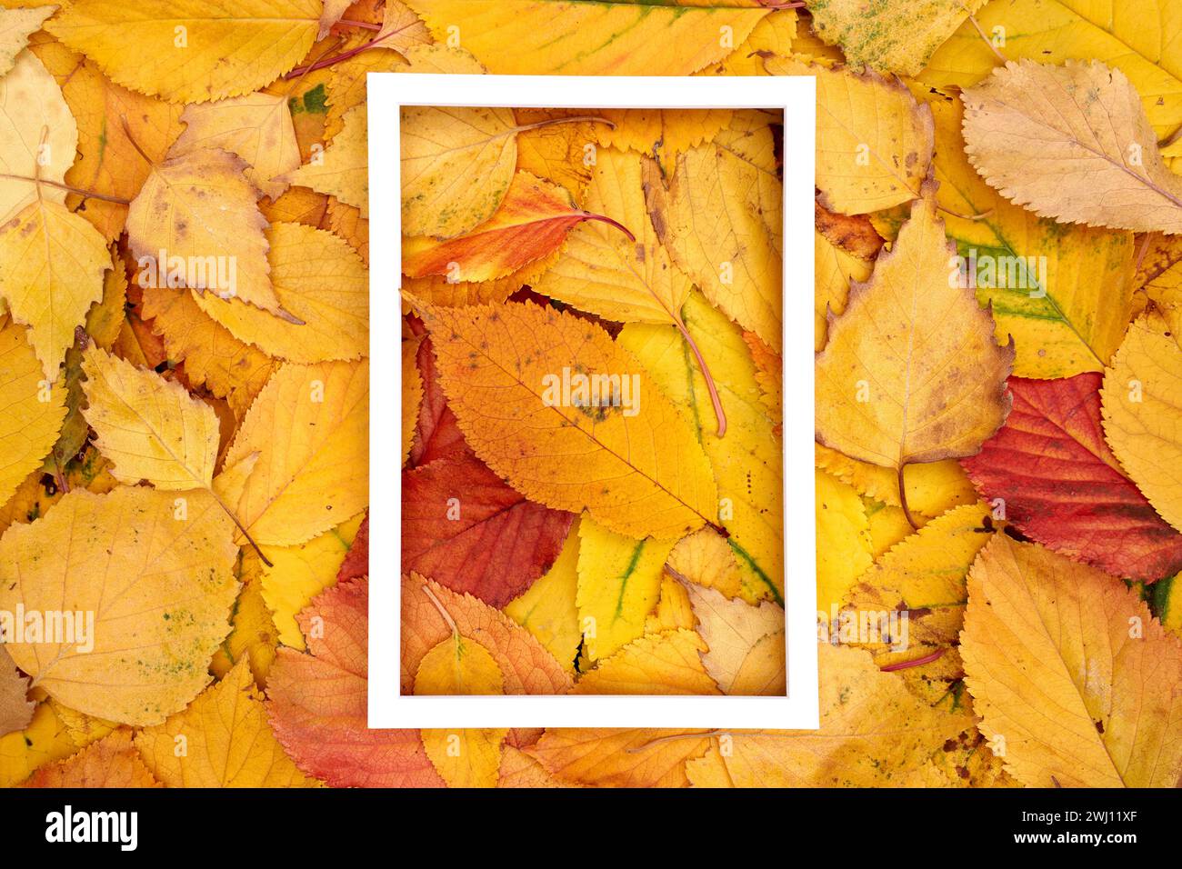 Ein hohler, weißer vertikaler Rahmen liegt in der Mitte der gelben Herbstblätter Stockfoto