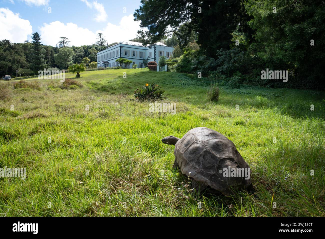 Jonathan, die Schildkröte, das älteste lebende Säugetier, im Plantation House auf der Atlantikinsel St. Helena Stockfoto