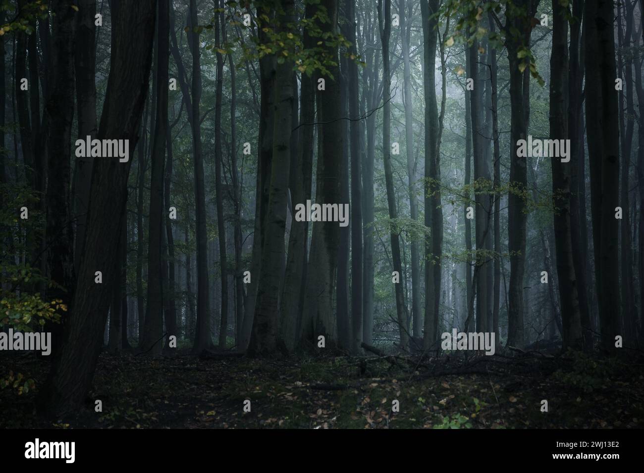 Dunkler nebeliger Wald mit hohen grauen Baumstämmen und schwachem Licht, gruselige Naturlandschaft in der Wildnis, Kopierraum, selektiert Stockfoto