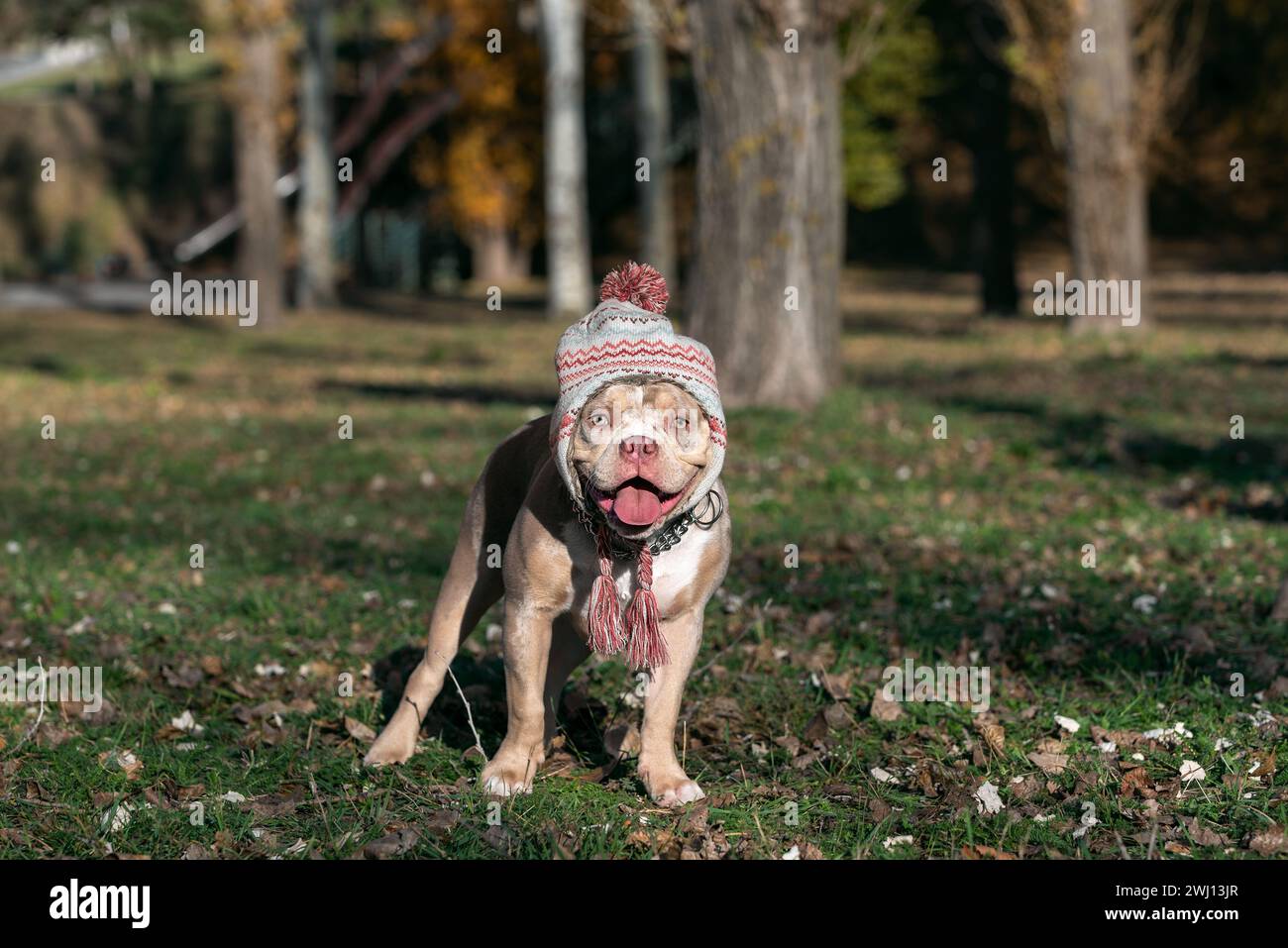 Amerikanischer Tyrannehund mit Winterhut und Pompon im Herbst im Park an einem sonnigen Tag Stockfoto