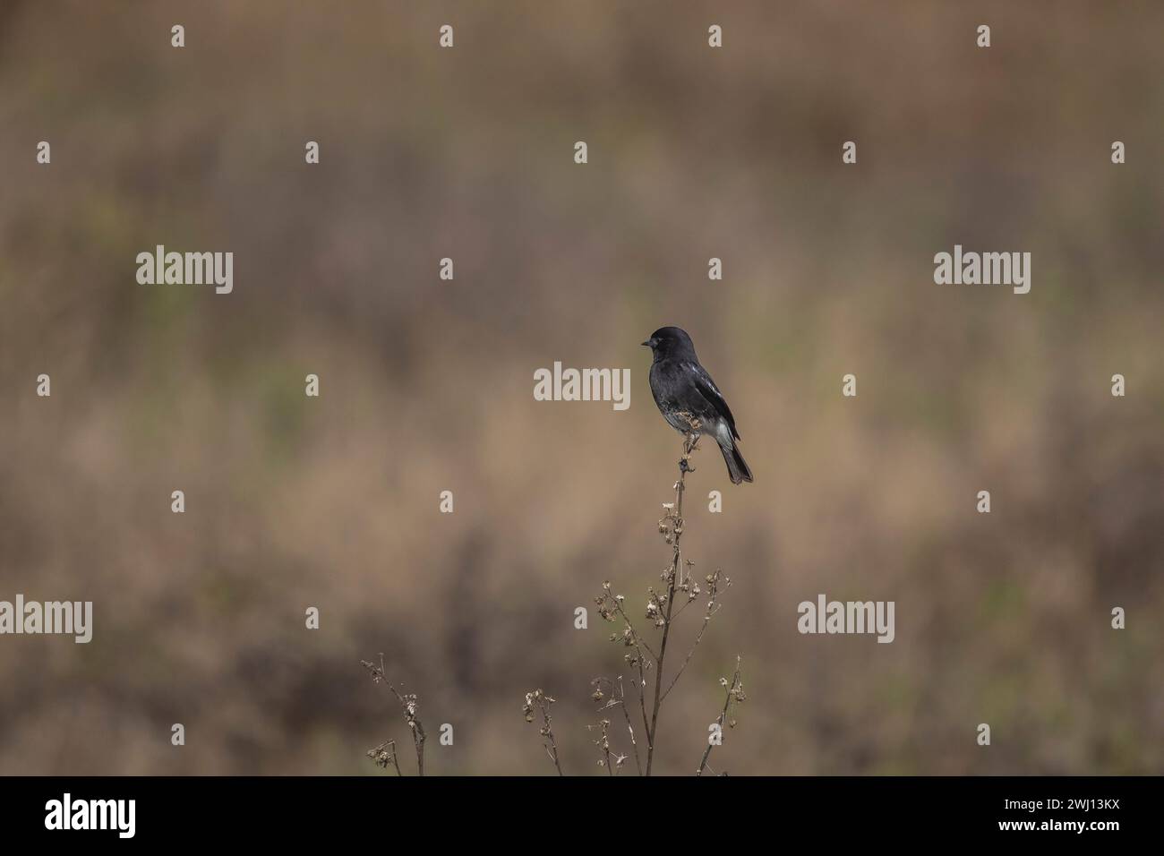 Pied Bush Chat, Saxicola caprata, Panna Tiger Reserve, Madhya Pradesh, Indien Stockfoto