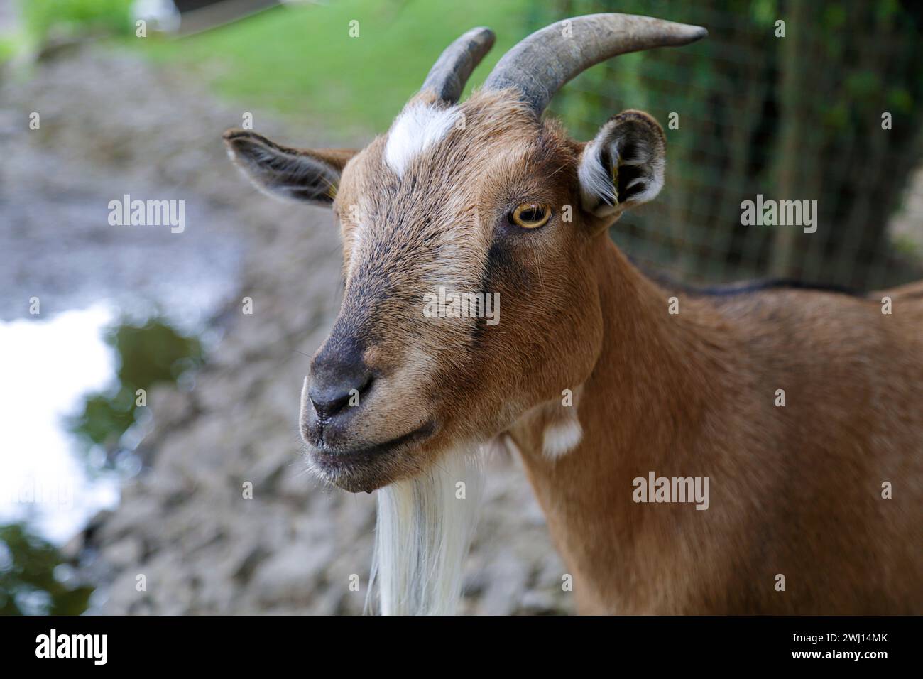 Porträt einer niedlichen Zwergziege Stockfoto