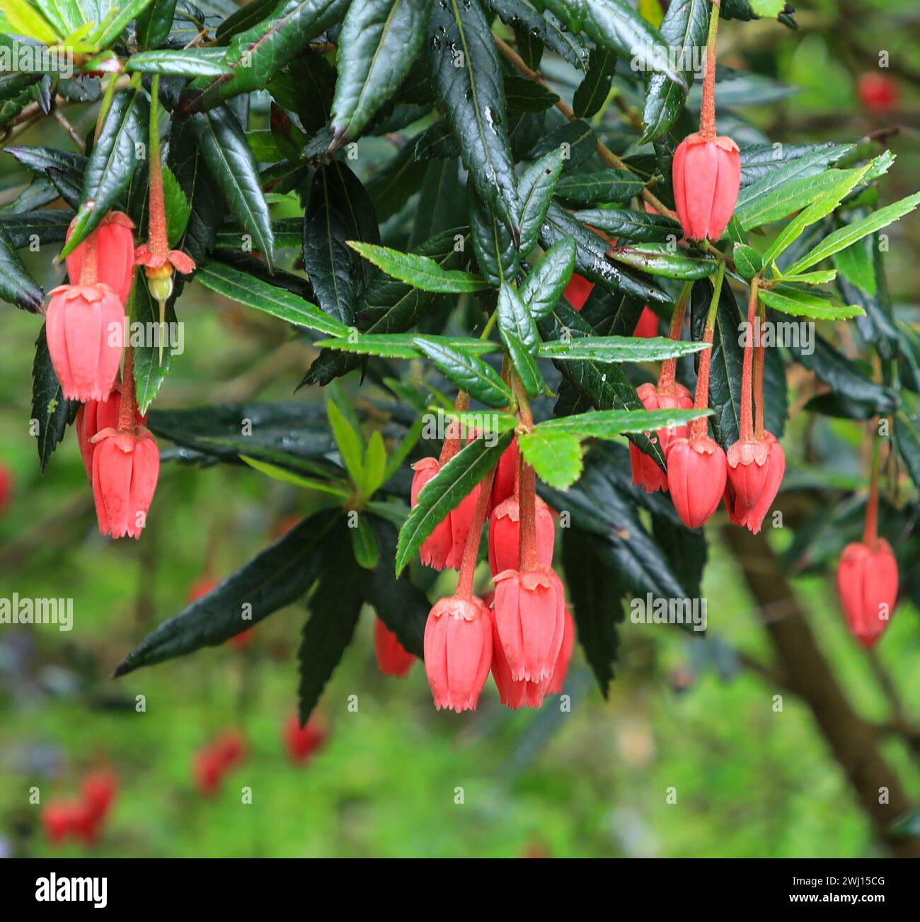 Die hellroten Glocken ähneln den Blumen des chilenischen Laternenbaums (Crinodendron hookerianum) oder (tricuspidaria lanceolata), Cornwall, England, Großbritannien Stockfoto