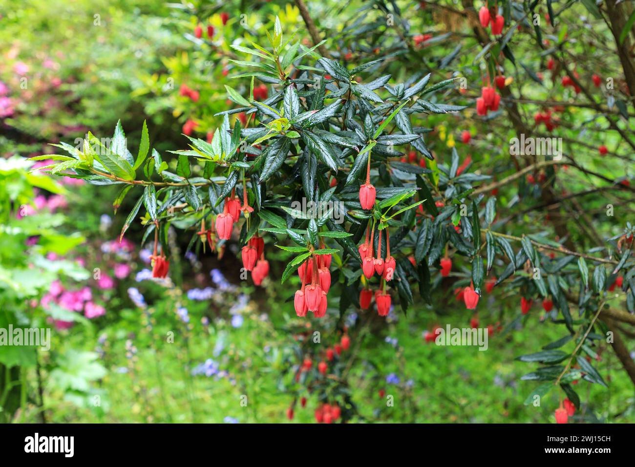 Die hellroten Glocken ähneln den Blumen des chilenischen Laternenbaums (Crinodendron hookerianum) oder (tricuspidaria lanceolata), Cornwall, England, Großbritannien Stockfoto