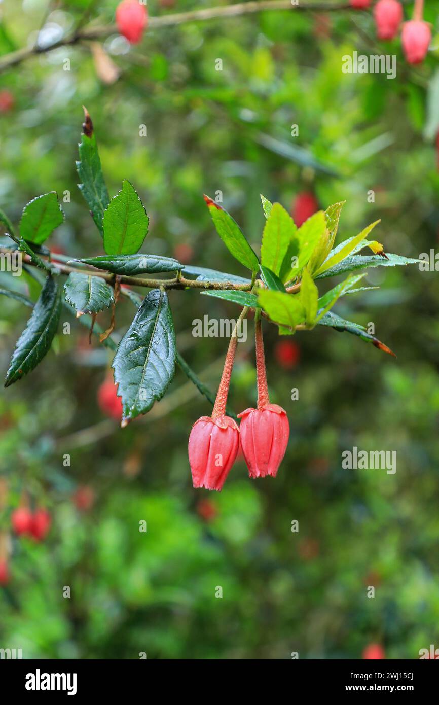 Die hellroten Glocken ähneln den Blumen des chilenischen Laternenbaums (Crinodendron hookerianum) oder (tricuspidaria lanceolata), Cornwall, England, Großbritannien Stockfoto