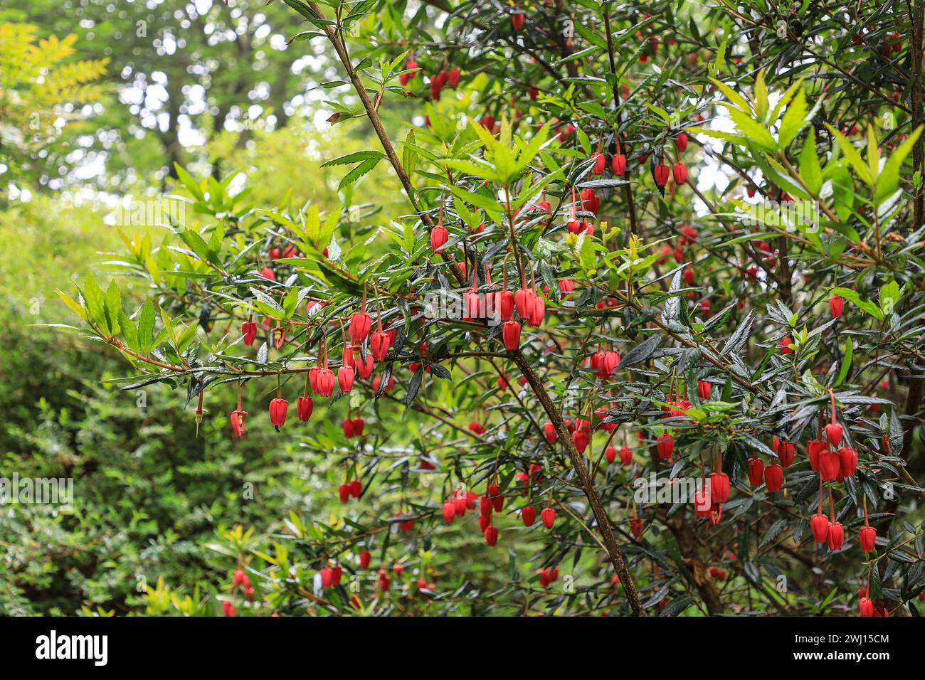 Die hellroten Glocken ähneln den Blumen des chilenischen Laternenbaums (Crinodendron hookerianum) oder (tricuspidaria lanceolata), Cornwall, England, Großbritannien Stockfoto
