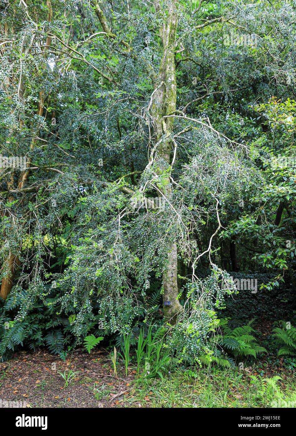 Ein Boxleaf Azara (Azara macrophylla) immergrüner Baum oder Sträucher, Trewidden Garden, Cornwall, Südwestengland, Großbritannien Stockfoto