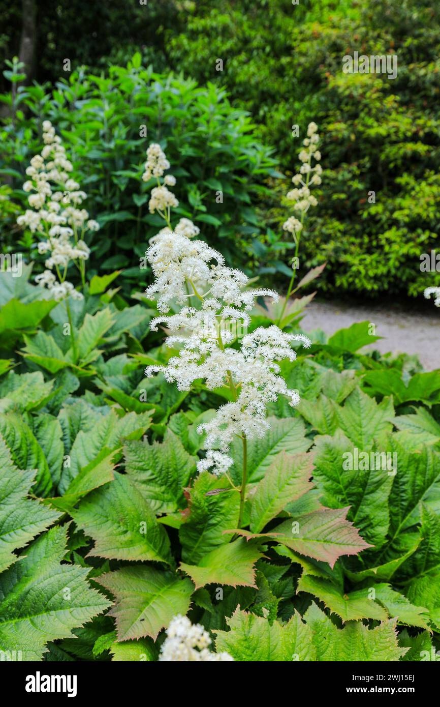 Die weiße Blumenstachel einer Rodgersia podophylla krautigen Staude, Cornwall, England, Großbritannien Stockfoto
