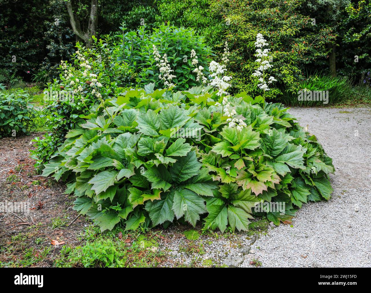 Die weiße Blumenstachel einer Rodgersia podophylla krautigen Staude, Cornwall, England, Großbritannien Stockfoto