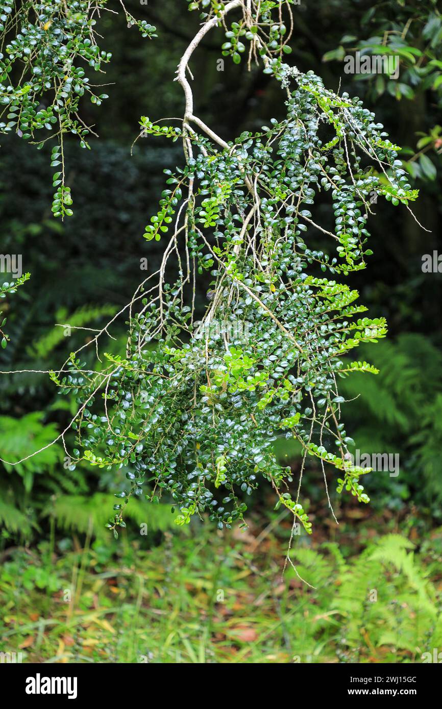 Ein Boxleaf Azara (Azara macrophylla) immergrüner Baum oder Sträucher, Trewidden Garden, Cornwall, Südwestengland, Großbritannien Stockfoto