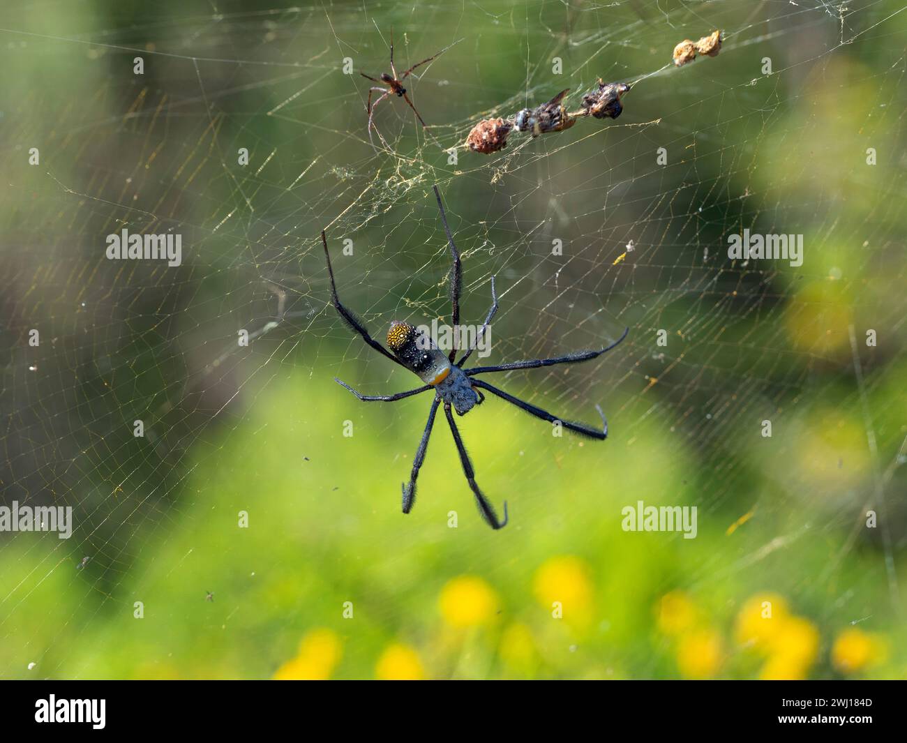 Trichonephila fenestrata Hairy Golden Orb-Weaver Stockfoto