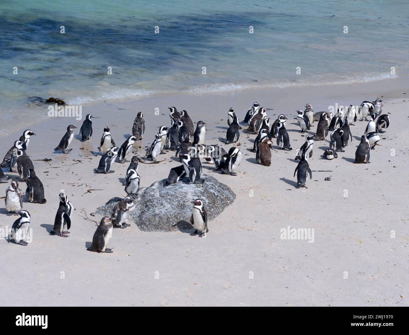 Afrikanischer Pinguin Spheniscus demersus, auch bekannt als Kappinguin oder Südafrikanischer Pinguin Stockfoto