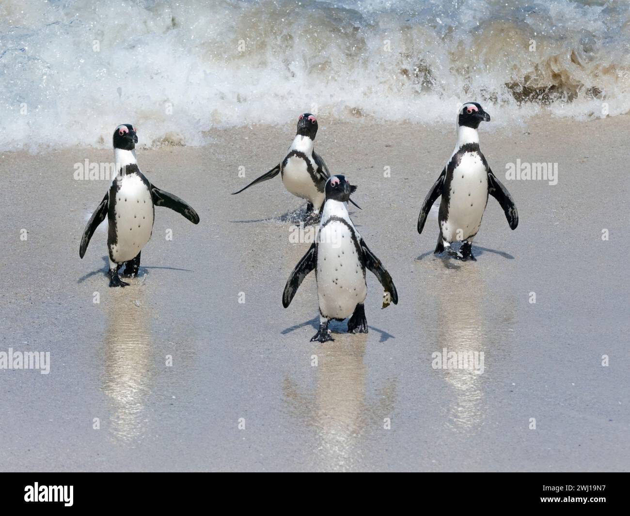 Afrikanischer Pinguin Spheniscus demersus, auch bekannt als Kappinguin oder Südafrikanischer Pinguin Stockfoto