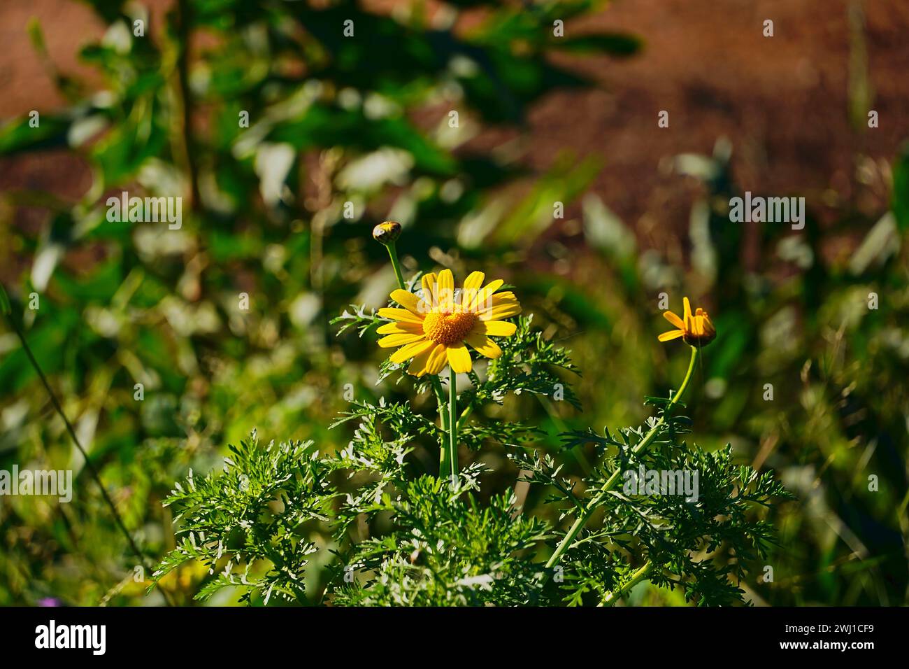 Eine Krone Gänseblümchen oder Glebionis coronaria oder Chrysanthemum coronarium, gelbe Blüte Stockfoto