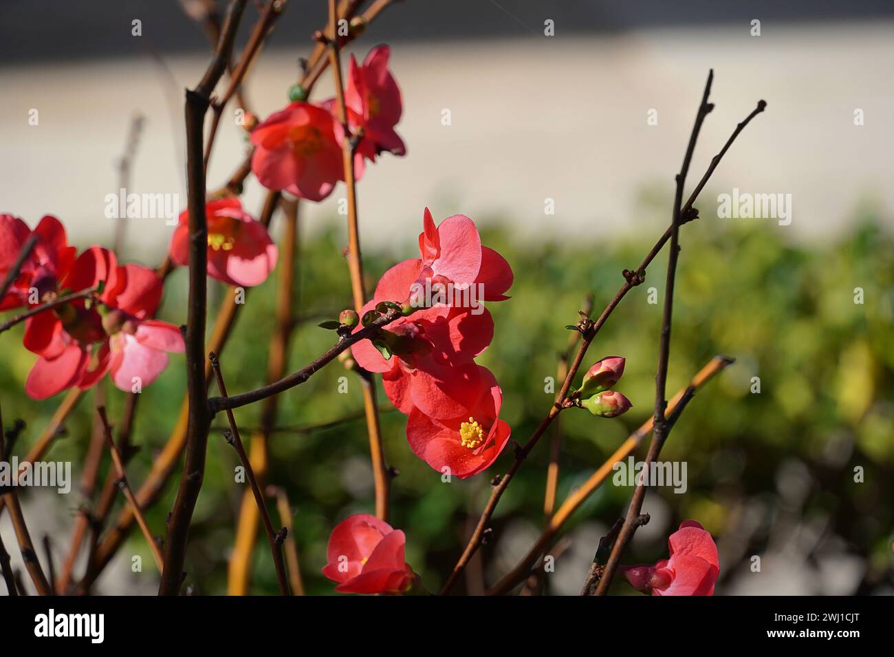 Cydonia oder Chaenomeles japonica rote Blüten Stockfoto
