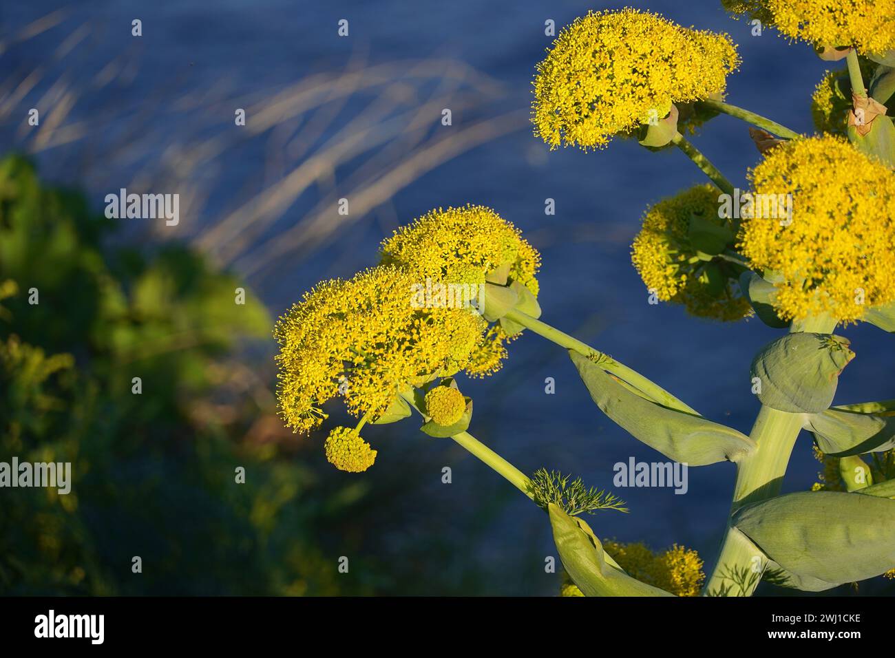 Blüten eines riesigen Fenchels oder Ferula communis, einer wilden Pflanze in Attika, Griechenland Stockfoto