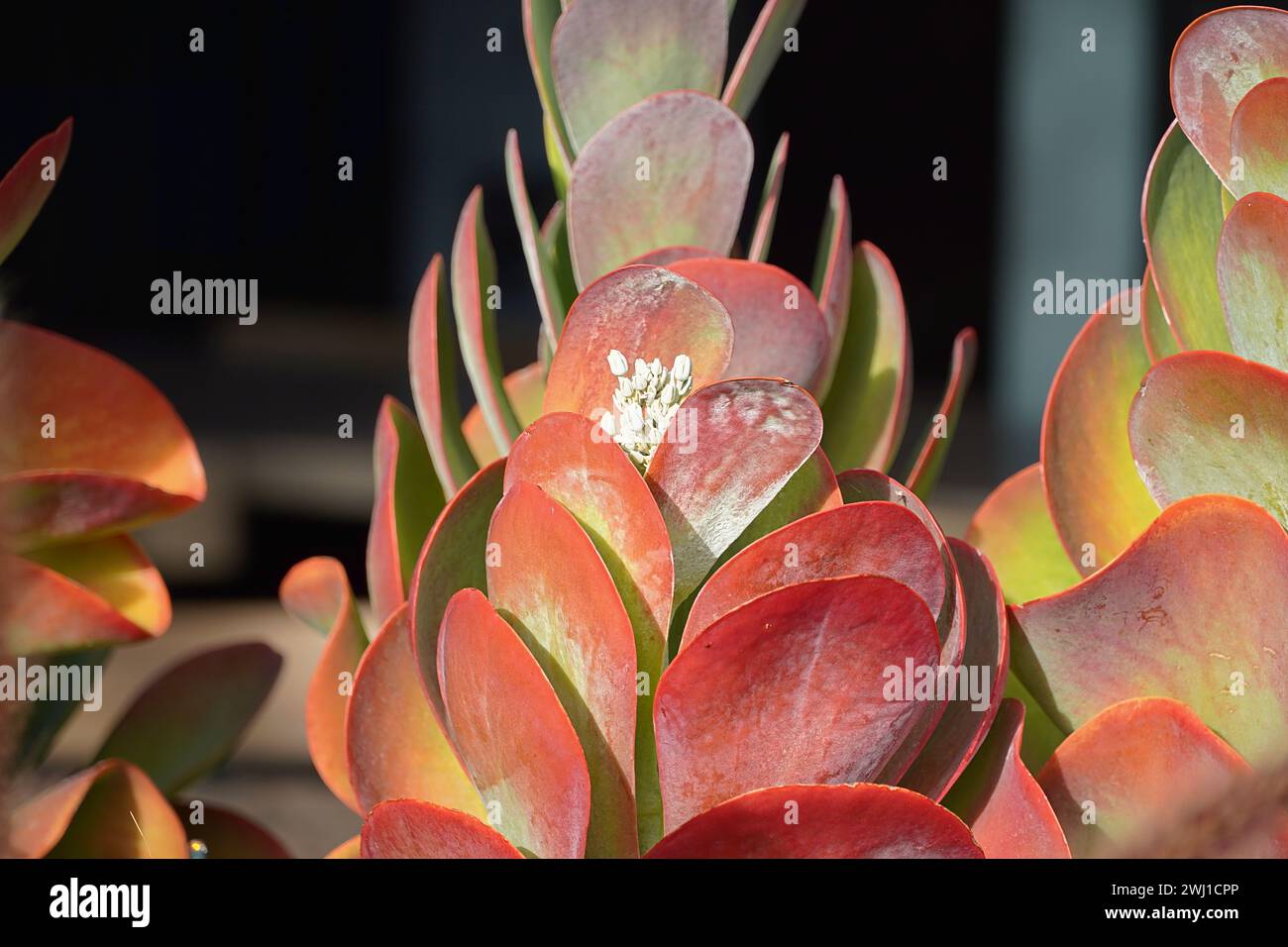 Paddelpflanzen oder Kalanchoe luciae, die ein Geschäft in Glyfada, Griechenland, dekorieren Stockfoto