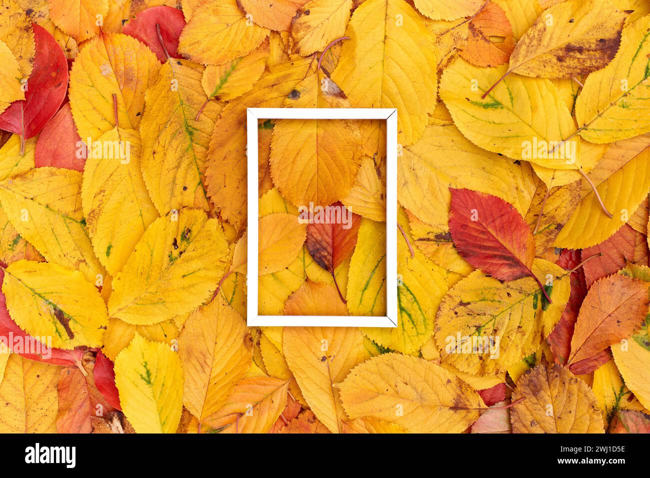 Vertikaler, dünner, weißer Hohlrahmen liegt auf gelbem Blatthintergrund Stockfoto