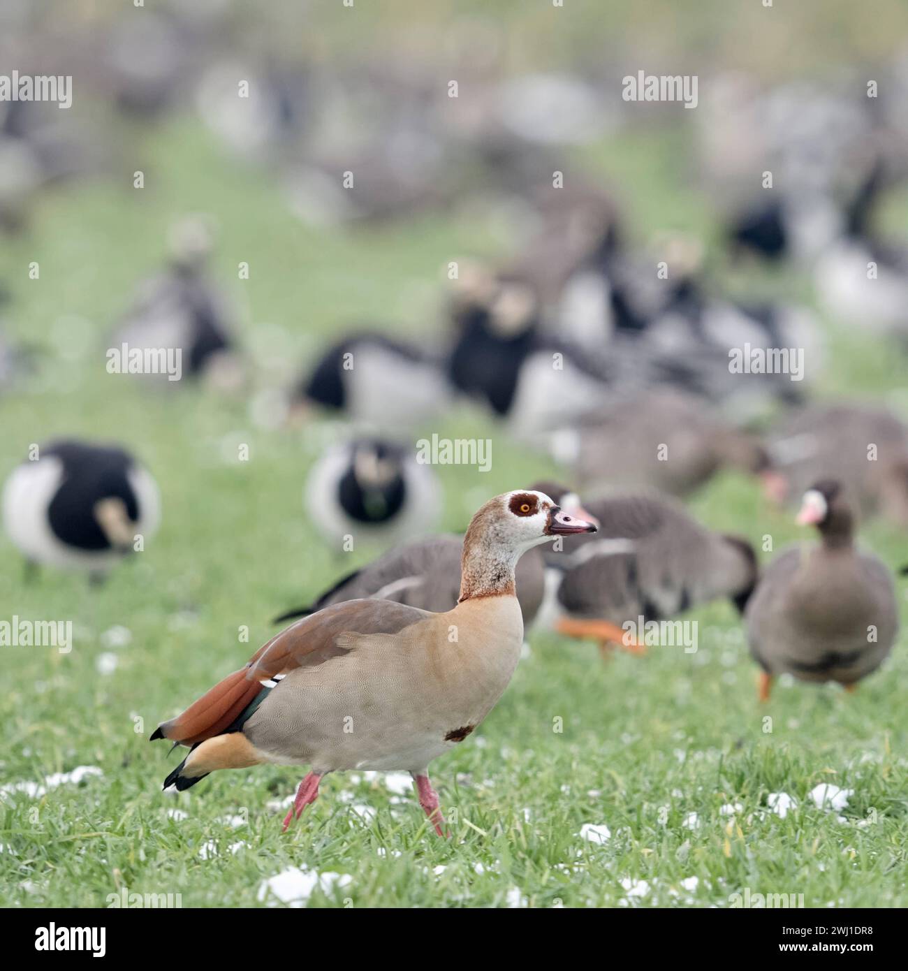 Nilgans Alopochen aegyptiacus, im Winter, in Westeuropa invasive Art, rastet zusammen mit überwinternden nordischen / arktischen Wildgänsen auf Ackerland, teils auf Nahrungssuche, heimische Wildtiere, wildife Europa. *** Ägyptische Gans Alopochen aegyptiacus, invasive Art im Winter, vor überwinterenden nordischen / arktischen Gänsen, Spaziergang über Ackerland, Wildtiere, Europa. Nordrhein-Westfalen Deutschland, Westeuropa Stockfoto