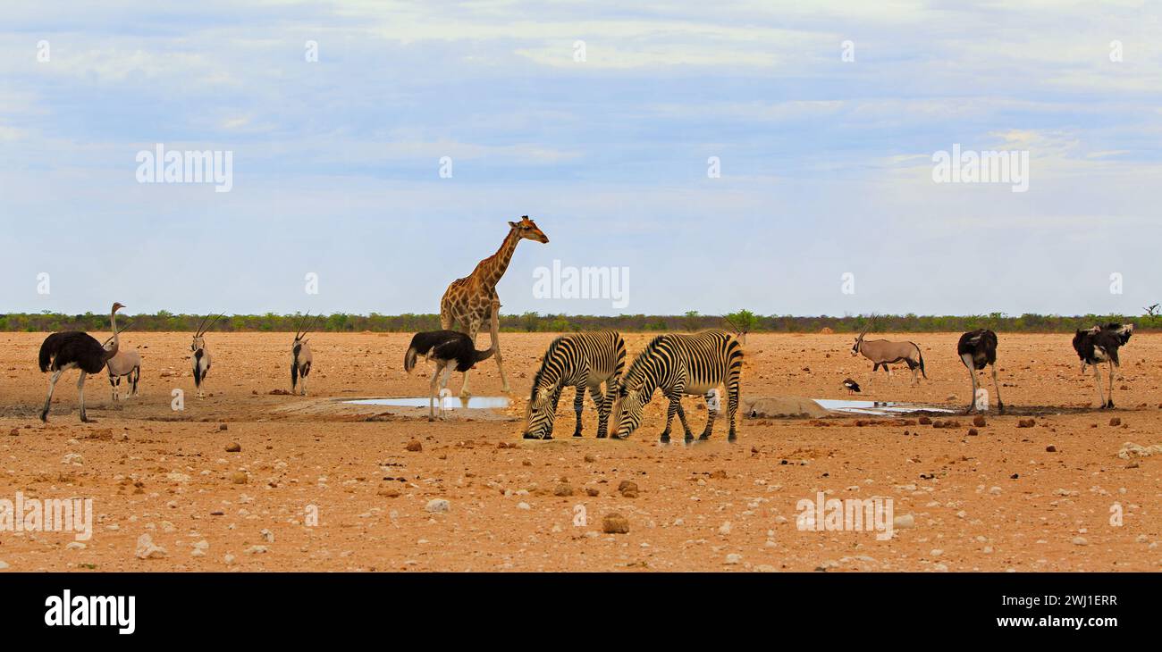 Malerische afrikanische Wasserlochszene mit Giraffe, Zebra, Oryx und Strauß warten auf einen Drink Stockfoto