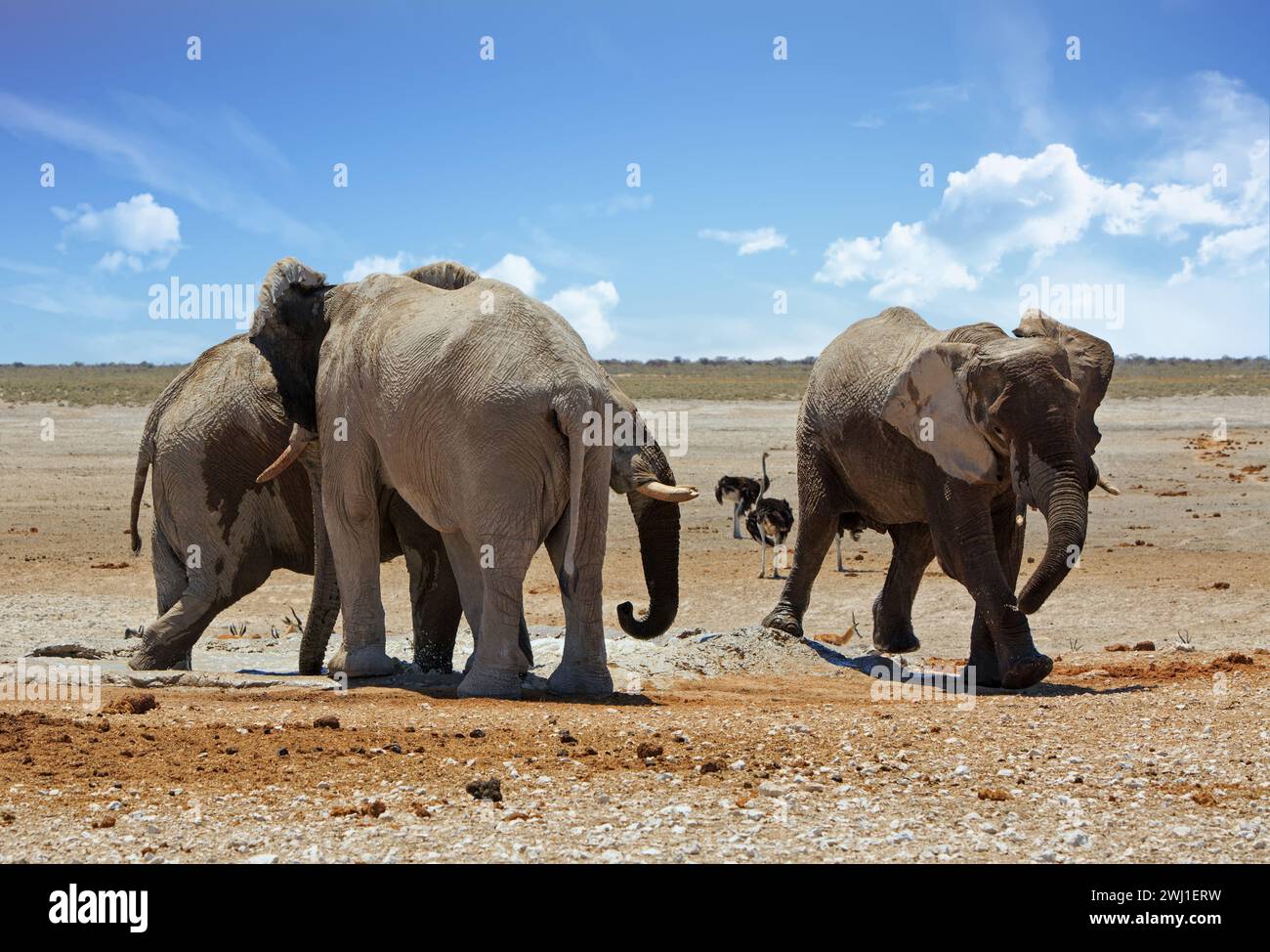 Drei afrikanische Elefanten interagieren an einem Wasserloch im Etosha Naitional Park. Stockfoto