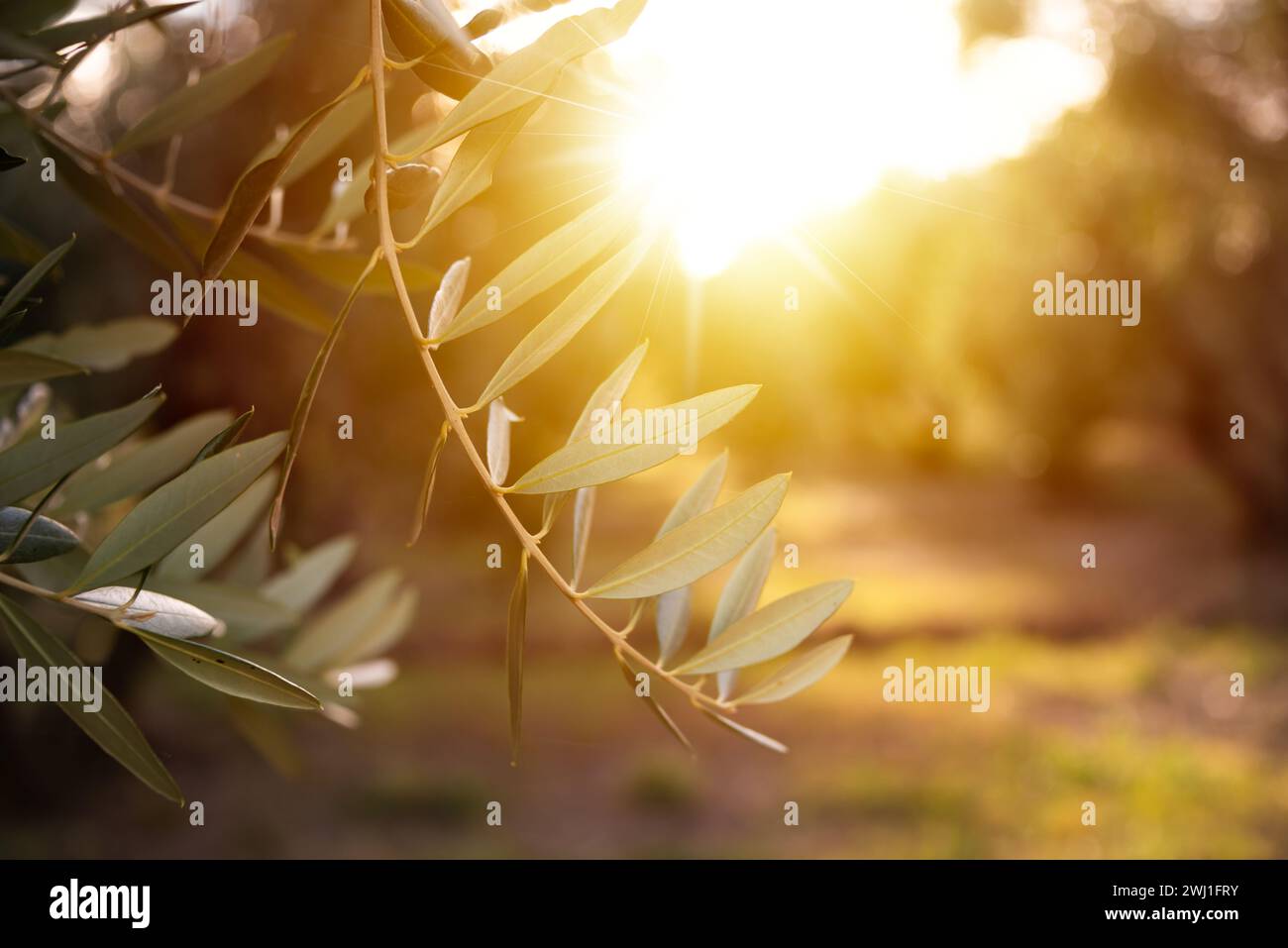 Von der Sonne erleuchtete Olivenzweige Stockfoto