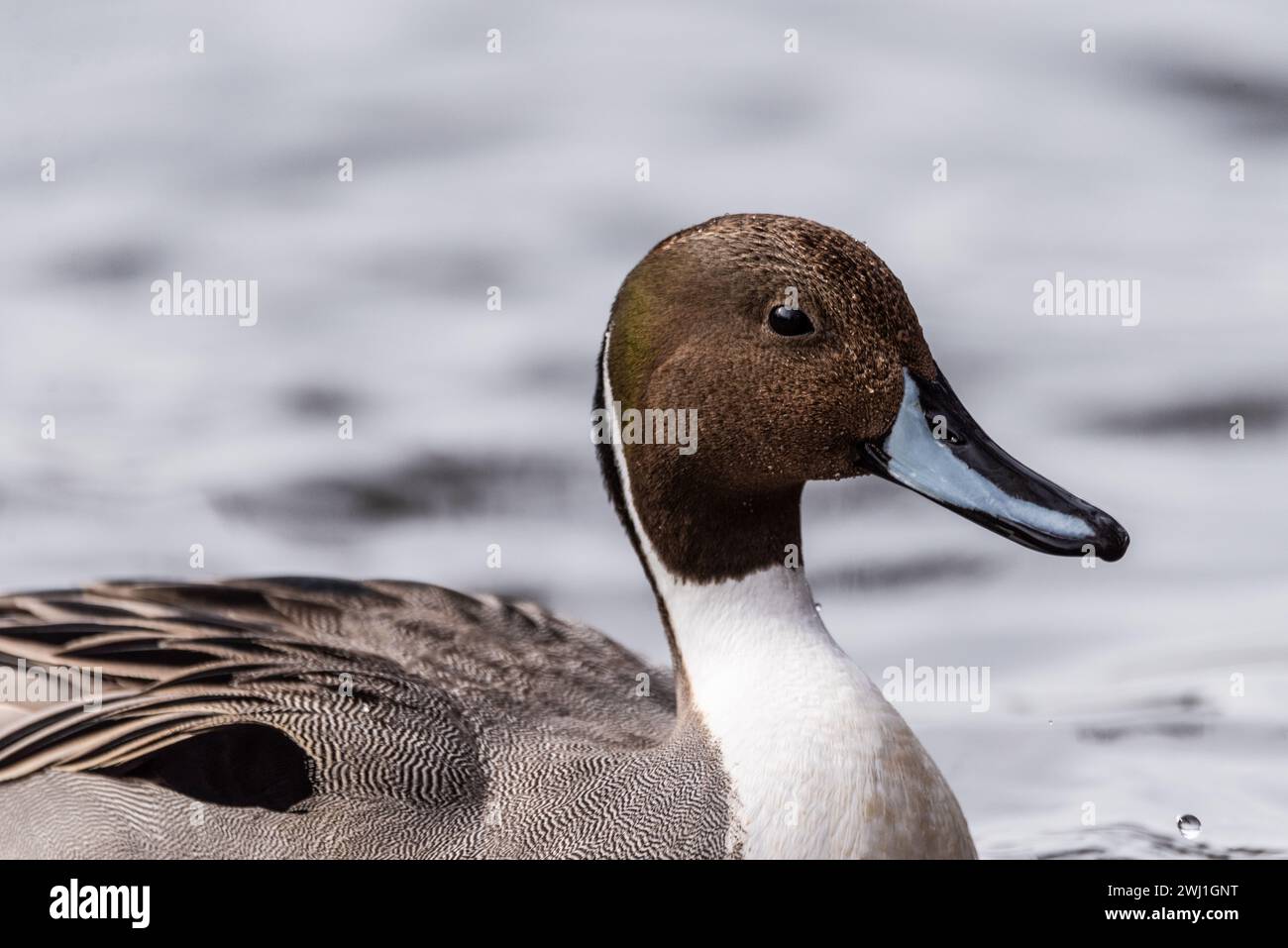 Eine Drake Northern Pintail Duck am Mystic Lake in Massachusetts Stockfoto