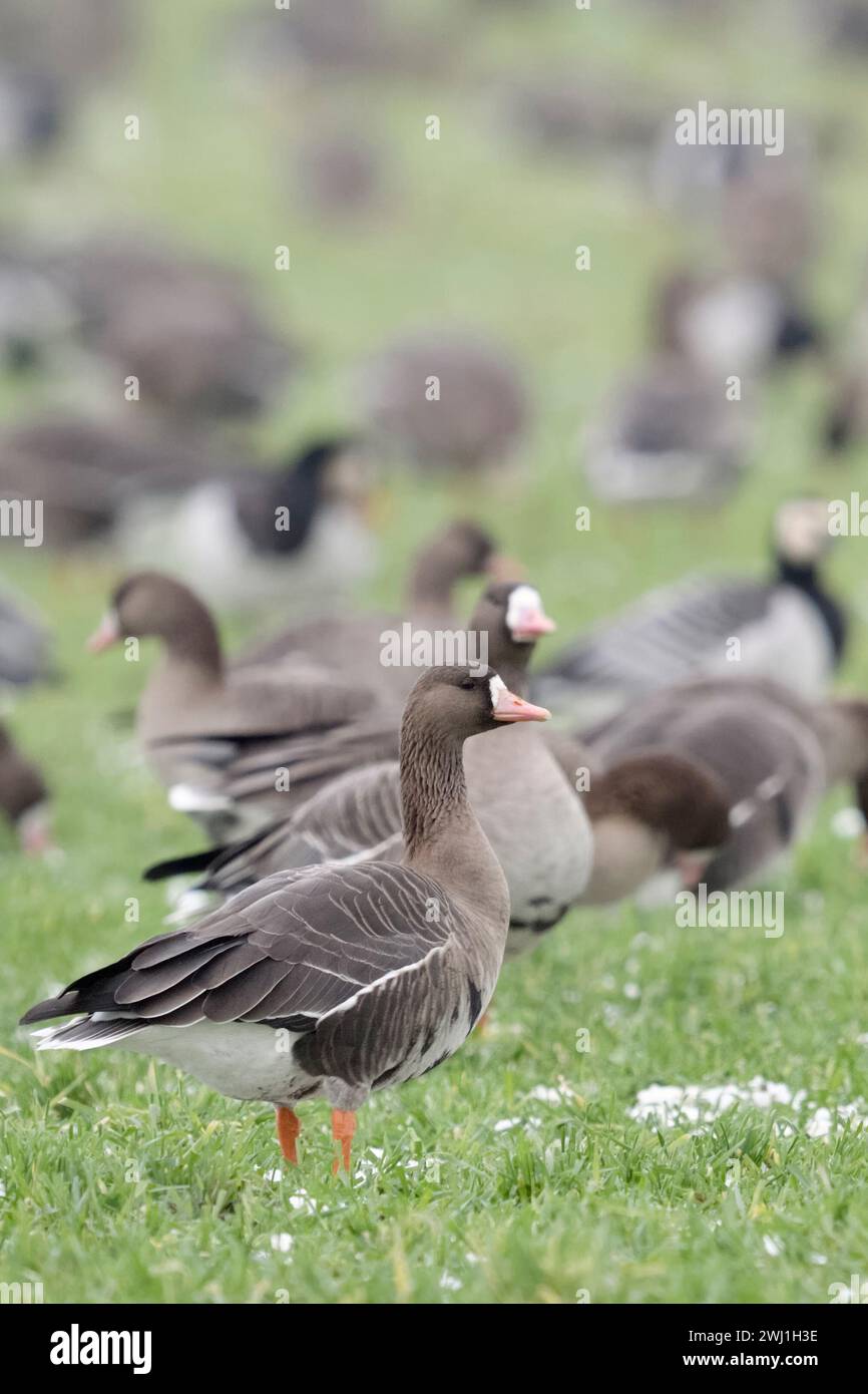 Weißfrontgänse ( Anser albifrons ), überwinterende arktische Gänse, Herdenfütterung auf Ackerland, aufmerksame Beobachtung, typisches Verhalten, Wildtiere Stockfoto
