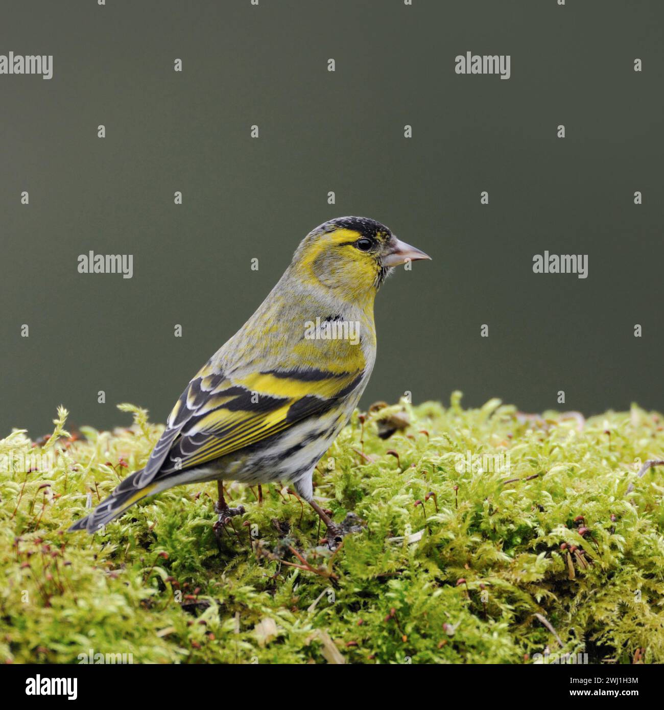 Eurasische Siskin ( Spinus spinus ), Männchen im Brutkleid, im grünen Moos auf dem Boden sitzend, Wildtiere, Europa. Stockfoto