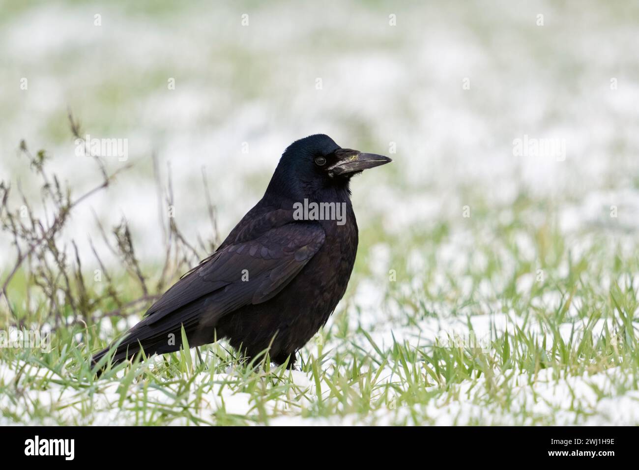 Ein Turm ( Corvus frugilegus ), sitzt im Schnee auf Ackerland, ruht, scheuer Vogel, beobachtet aufmerksam, Wildtiere, Europa, Stockfoto