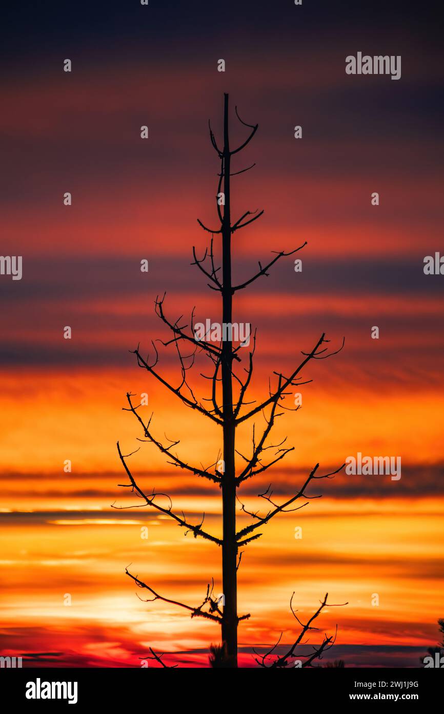 Ein karger Baum steht hoch auf einem leeren Feld Stockfoto